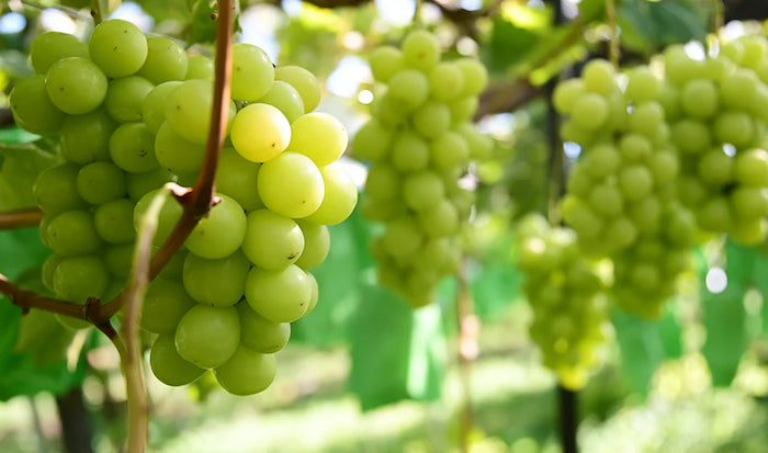 【まだ間に合います!】「山梨の宝珠」絶品シャインマスカット、まもなく受付終了。