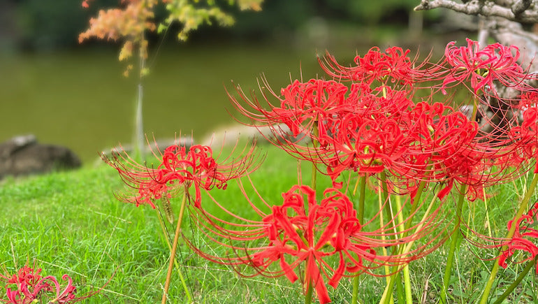 秋の心とからだを整える「1/fのゆらぎ」