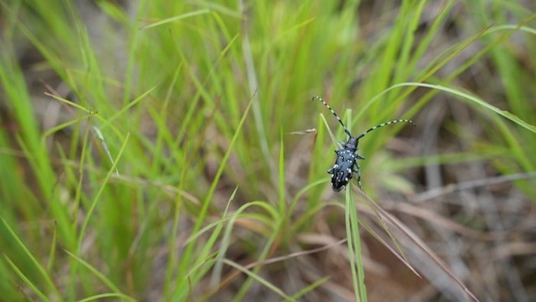 【新作登場】“自然と暮らす”をかたちにした「アカメガシワのサコッシュ」