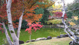 心・体・ぽっかぽか。冬の癒しを『12/6あきば大祭』で