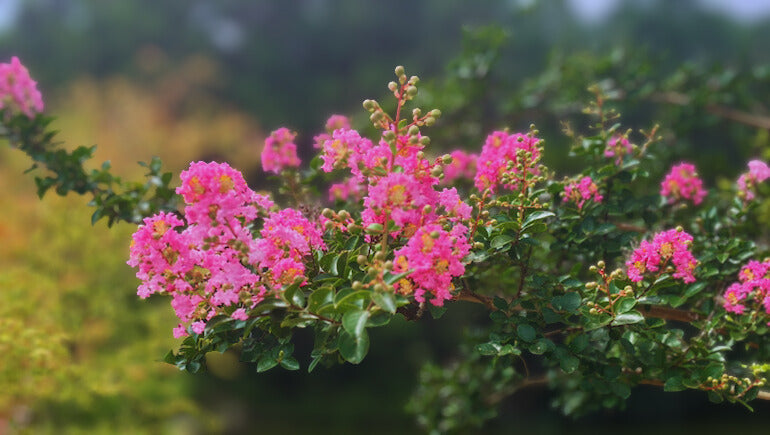 【夏の終わりに】寺町商店の新しい取り組みをご紹介