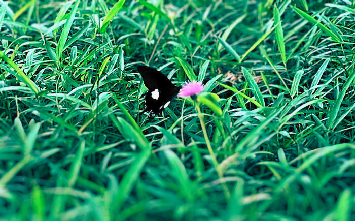 【6/14土曜日は”ご縁日”】今週末は、福厳寺でお会いしましょう
