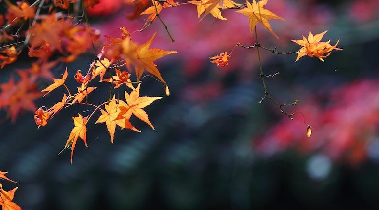 【新商品】お仏壇とお墓にも、温かい灯りを。