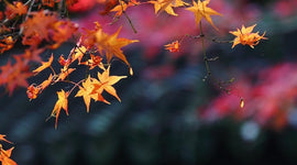 【新商品】お仏壇とお墓にも、温かい灯りを。