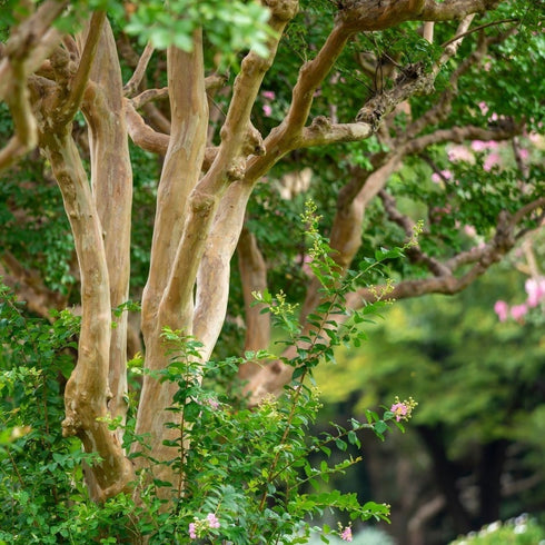 百日紅(サルスベリ)・草木染めリネンストール