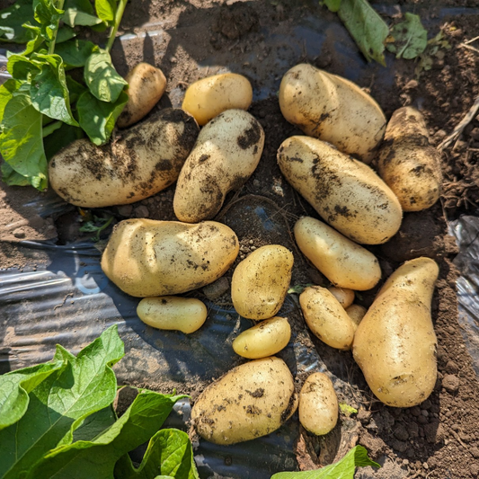 木崎野農園｜青森産ゴロゴロホックホクのじゃがいも（3kg）